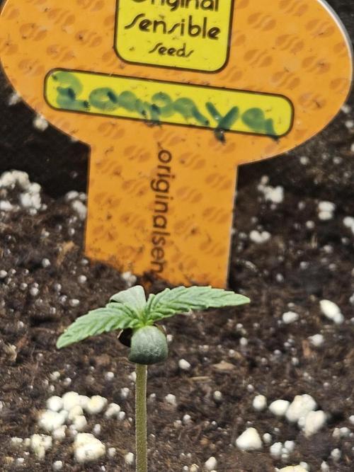 Zoapaya Auto Orginalsensibleseeds. Week 0