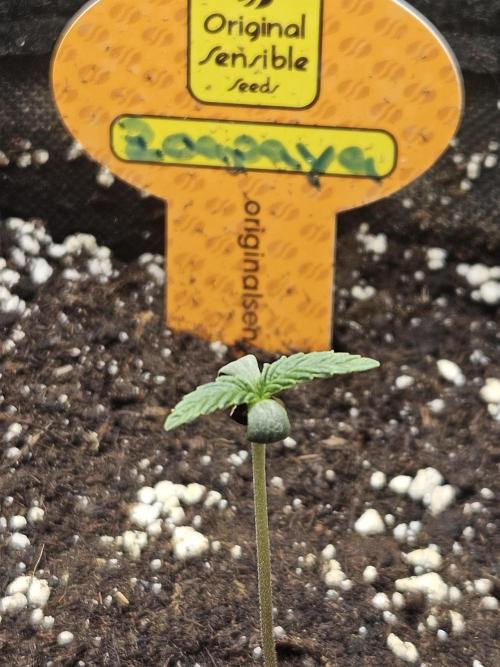 Zoapaya Auto Orginalsensibleseeds. Week 0