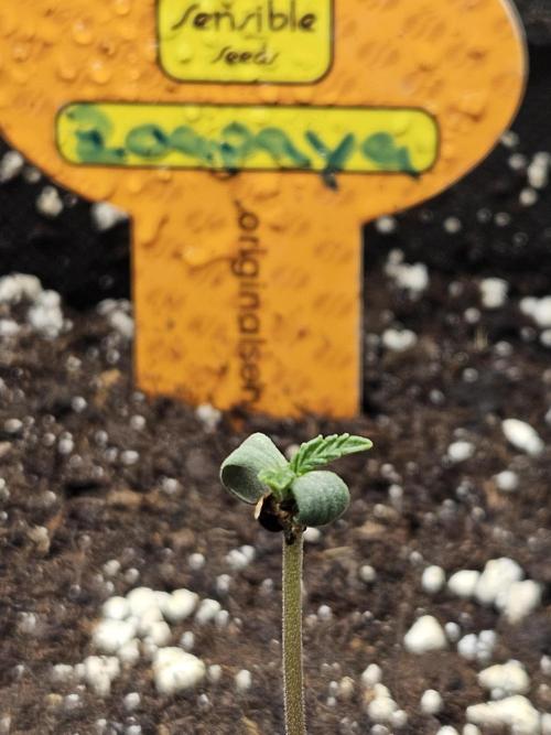Zoapaya Auto Orginalsensibleseeds. Week 0