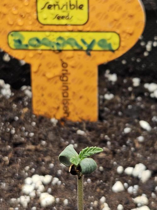 Zoapaya Auto Orginalsensibleseeds. Week 0