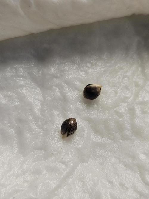 Zoapaya Auto Orginalsensibleseeds. Week 0