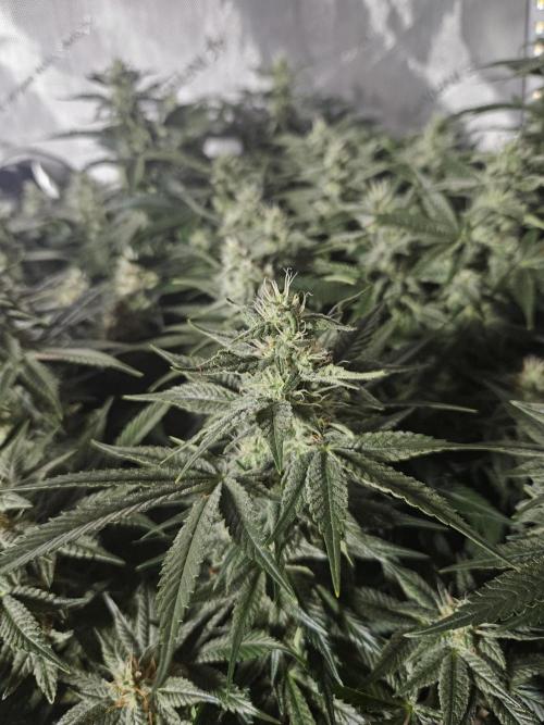 Blue Zushi. Week 11