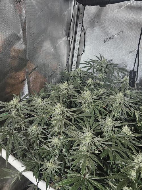 Blue Zushi Dutch Passion. Week 11