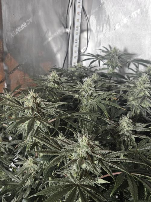 Blue Zushi Dutch Passion. Week 11