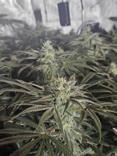 Blue Zushi Dutch Passion. Week 11