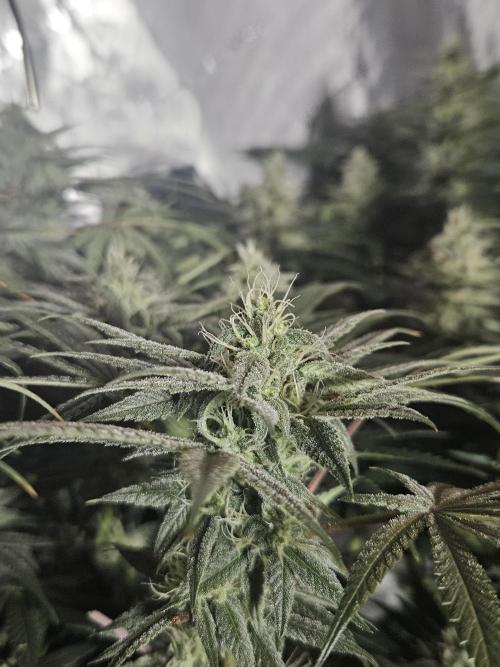 Blue Zushi Dutch Passion. Week 11