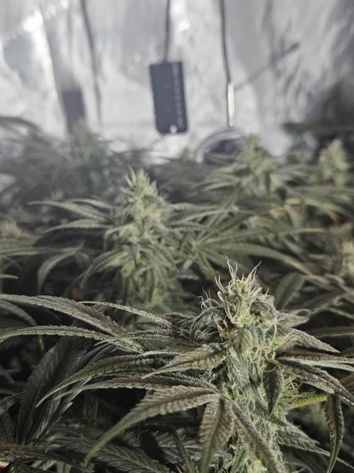 Blue Zushi Dutch Passion. Week 11