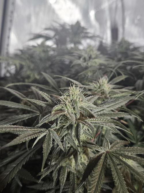 Blue Zushi Dutch Passion. Week 11