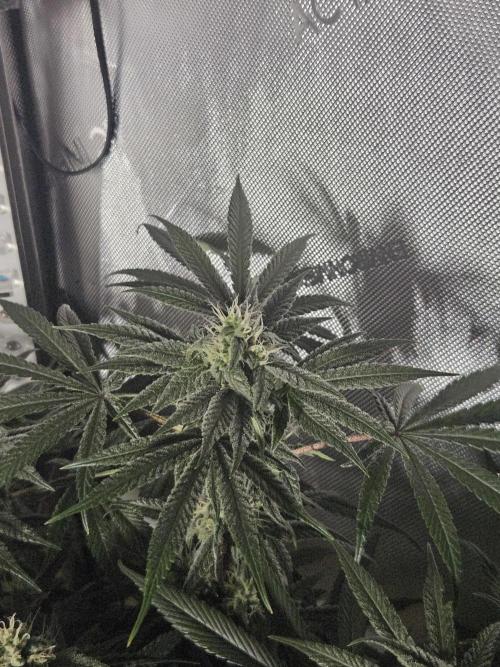 Blue Zushi Dutch Passion. Week 11