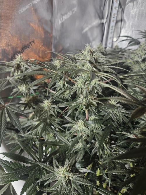 Blue Zushi Dutch Passion. Week 11