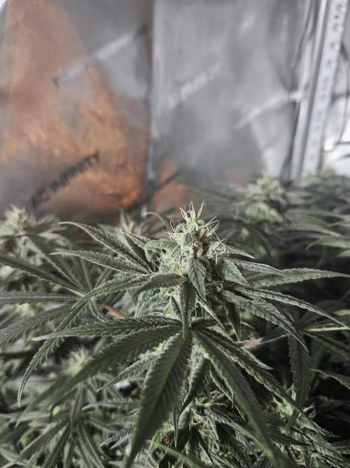 Blue Zushi Dutch Passion. Week 11