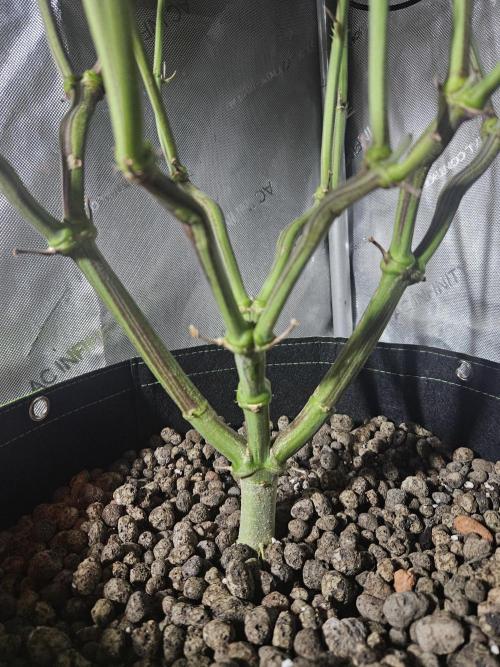 Blue Zushi Dutch Passion. Week 11