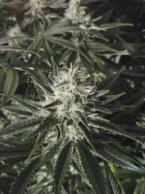 Slurricane Zamnesia. Week 11