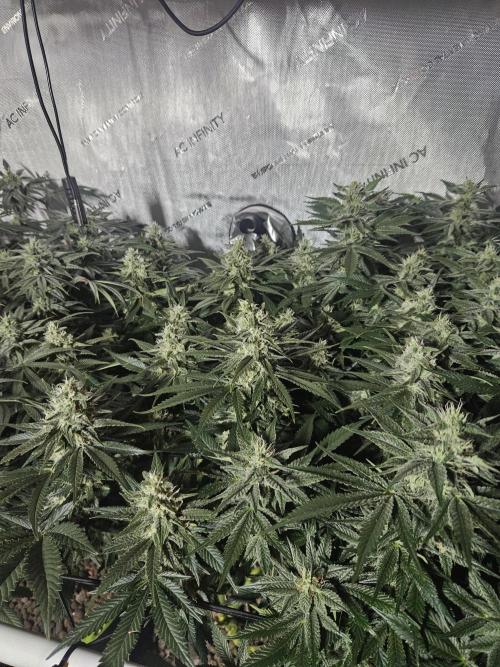 Slurricane Zamnesia. Week 11