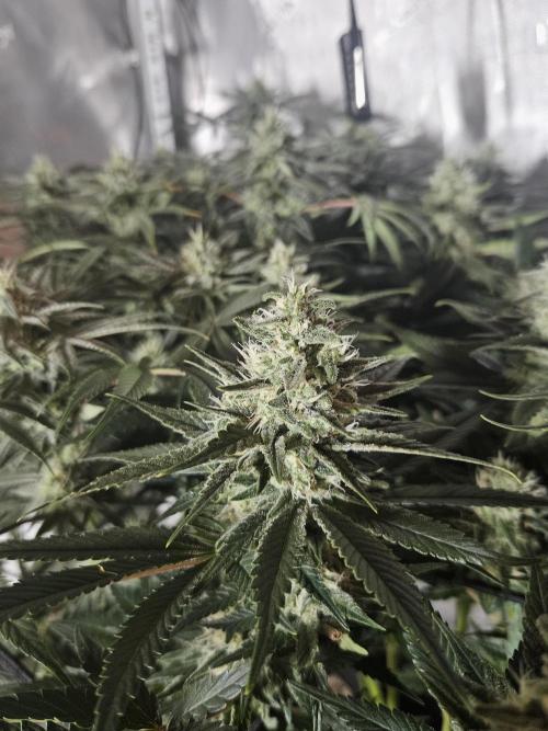 Slurricane Zamnesia. Week 11