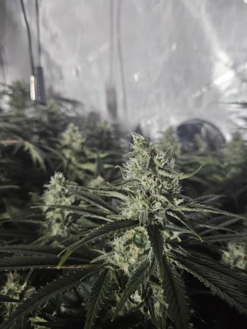 Slurricane Zamnesia. Week 11