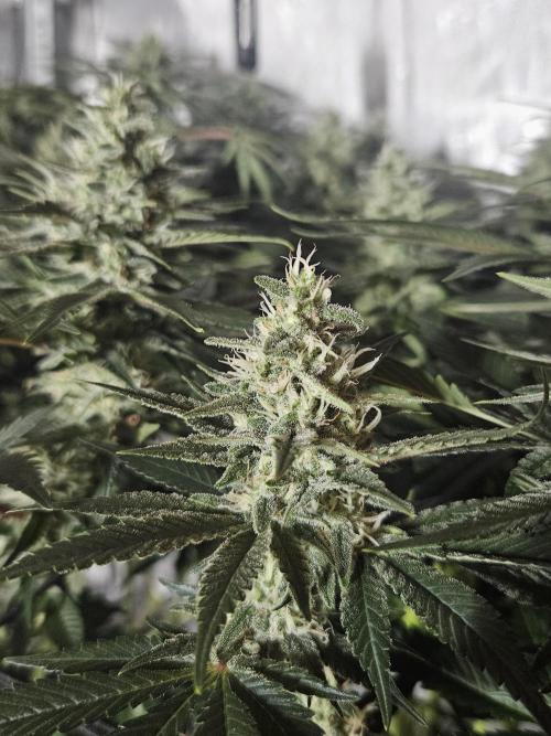 Slurricane Zamnesia. Week 11