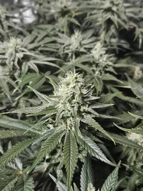 Slurricane Zamnesia. Week 11