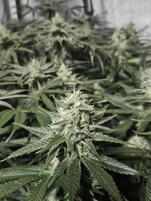 Slurricane Zamnesia. Week 11