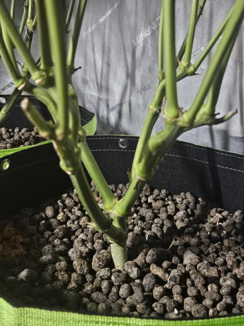 Slurricane Zamnesia. Week 11