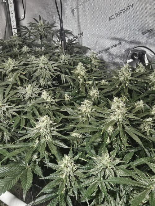 Slurricane Zamnesia. Week 11