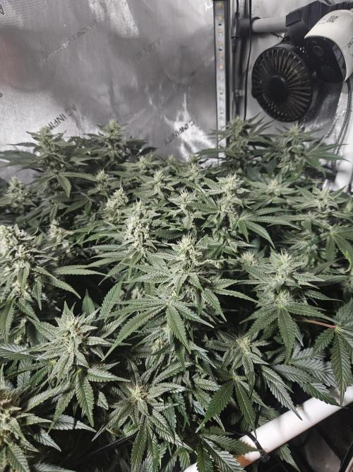 Sticky Brokkoli Zamnesia Eternity Cup. Week 11