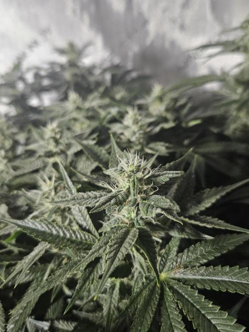 Sticky Brokkoli Zamnesia Eternity Cup. Week 11