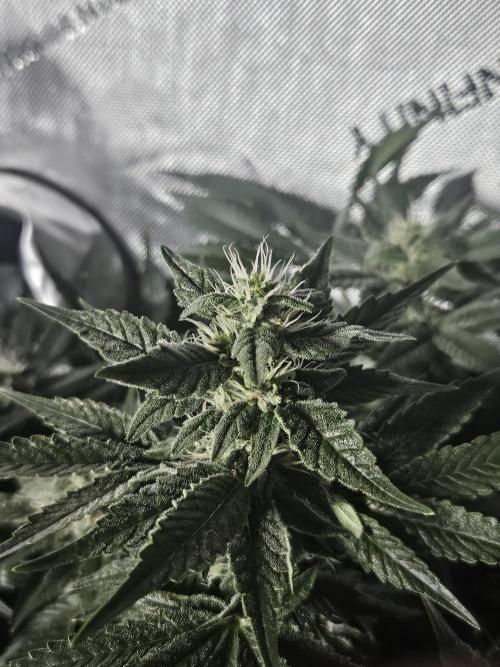 Sticky Brokkoli Zamnesia Eternity Cup. Week 11