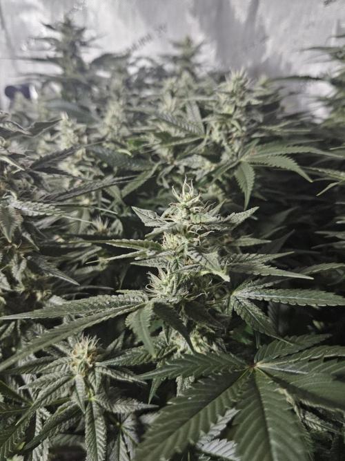Sticky Brokkoli Zamnesia Eternity Cup. Week 11