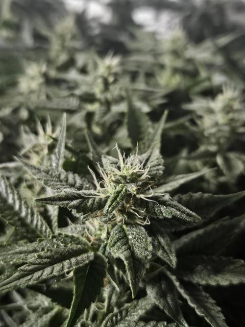 Sticky Brokkoli Zamnesia Eternity Cup. Week 11