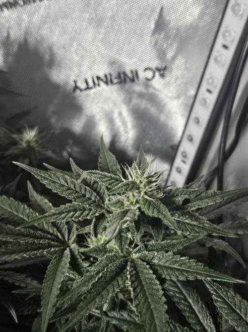 Sticky Brokkoli Zamnesia Eternity Cup. Week 11