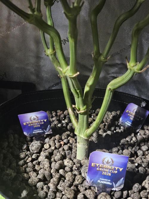 Sticky Brokkoli Zamnesia Eternity Cup. Week 11