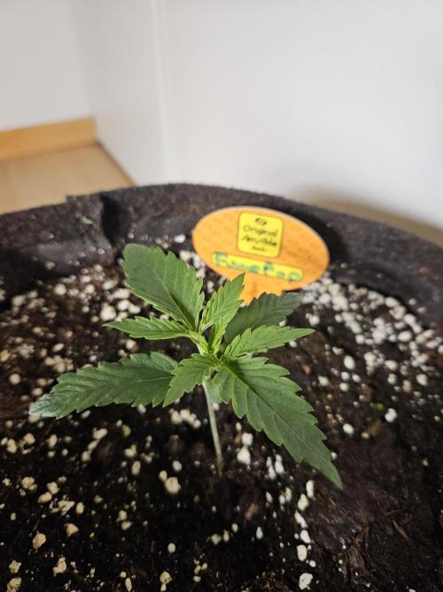 FumePop Auto Orginalsensibleseeds. Week 1