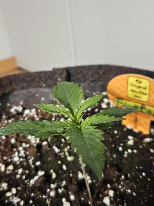 FumePop Auto Orginalsensibleseeds. Week 1