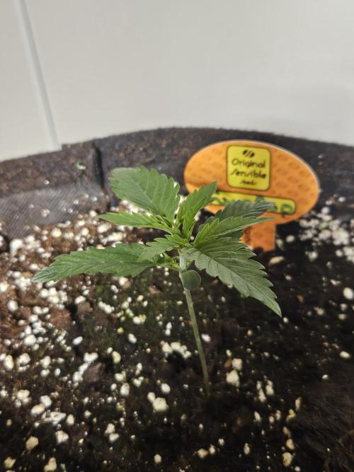 FumePop Auto Orginalsensibleseeds. Week 1