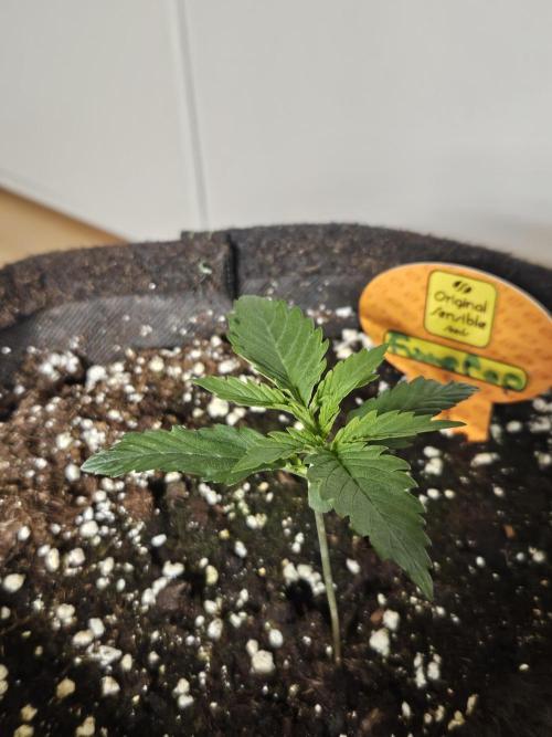 FumePop Auto Orginalsensibleseeds. Week 1