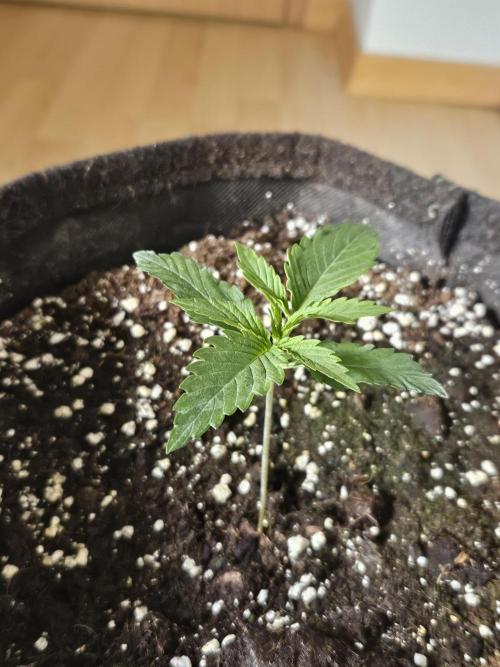 FumePop Auto Orginalsensibleseeds. Week 1
