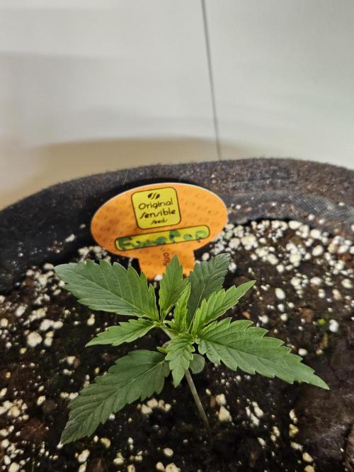 FumePop Auto Orginalsensibleseeds. Week 1
