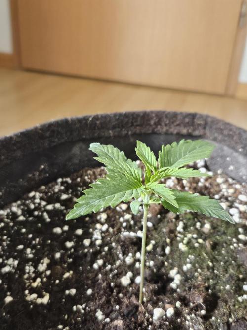 FumePop Auto. Week 1