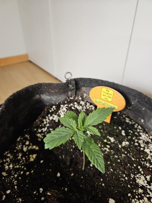 Zoapaya Auto Orginalsensibleseeds. Week 1