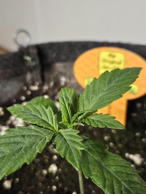 Zoapaya Auto Orginalsensibleseeds. Week 1