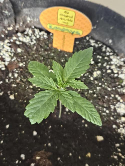 Zoapaya Auto Orginalsensibleseeds. Week 1