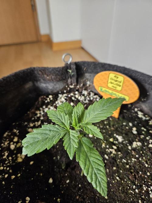 Zoapaya Auto Orginalsensibleseeds. Week 1