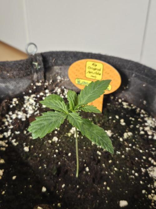 Zoapaya Auto Orginalsensibleseeds. Week 1