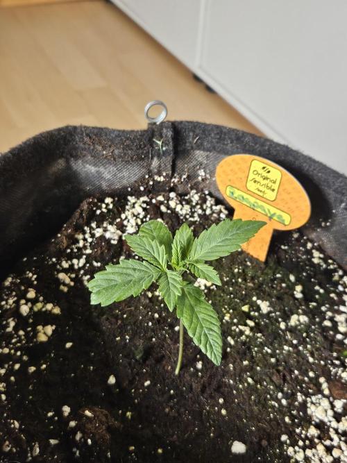 Zoapaya Auto Orginalsensibleseeds. Week 1