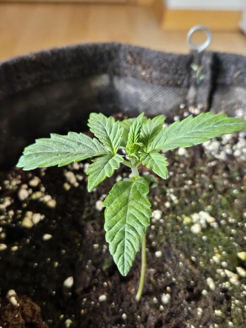 Zoapaya Auto Orginalsensibleseeds. Week 1