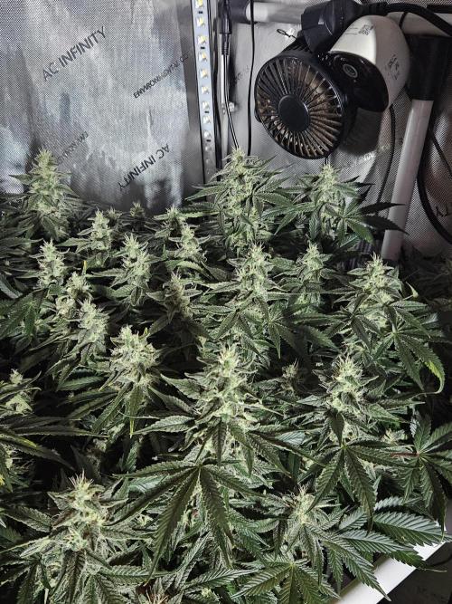 Sticky Brokkoli Zamnesia Eternity Cup. Week 12
