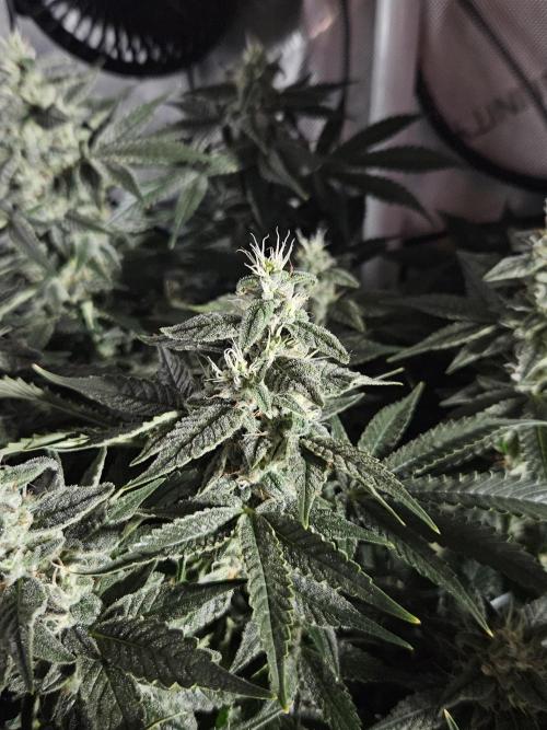 Sticky Brokkoli Zamnesia Eternity Cup. Week 12