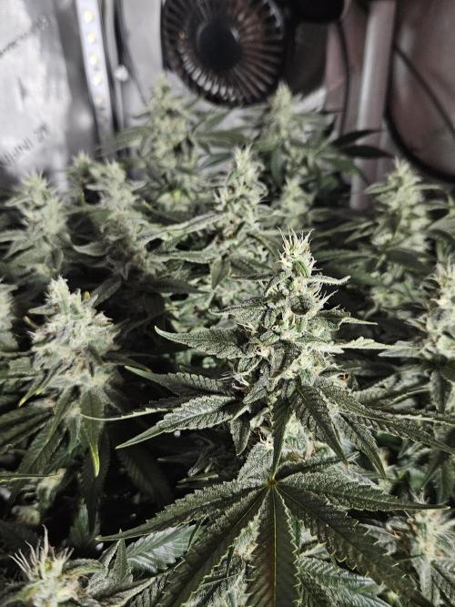 Sticky Brokkoli Zamnesia Eternity Cup. Week 12