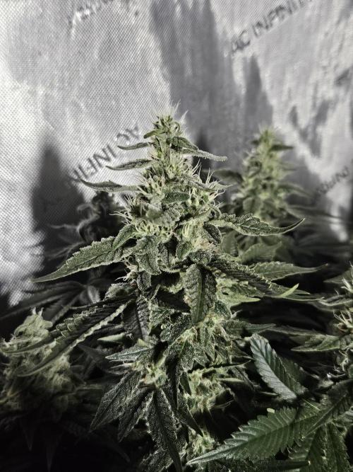 Sticky Brokkoli Zamnesia Eternity Cup. Week 12